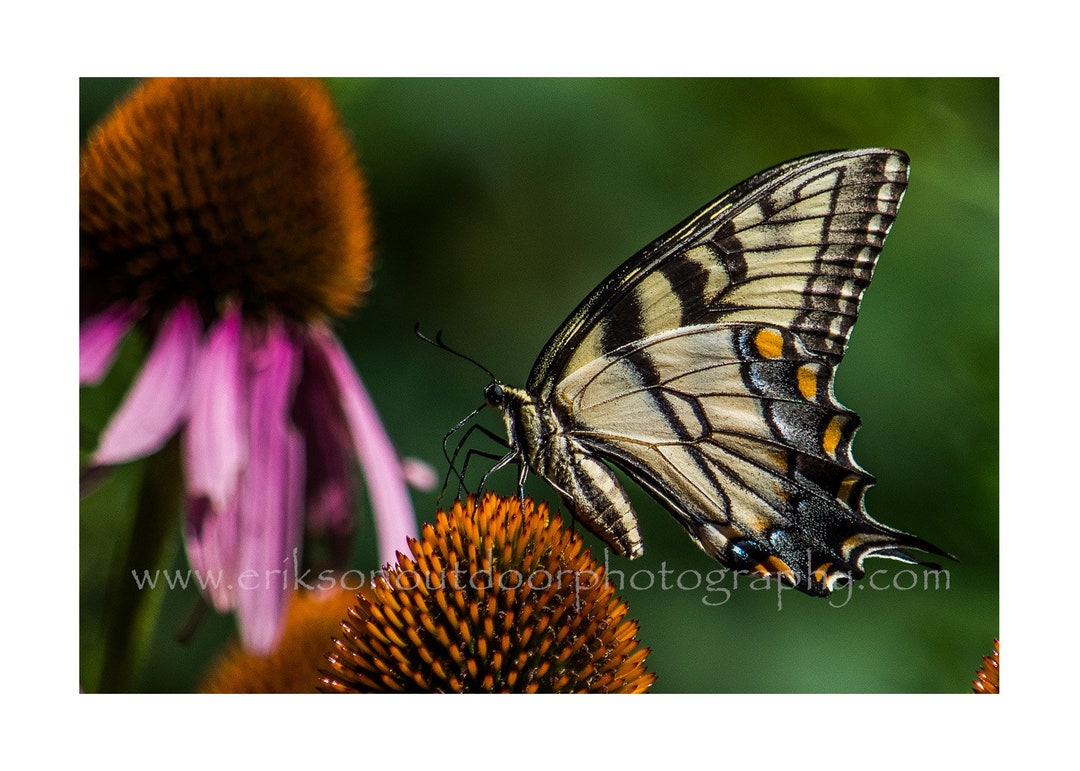 Eastern Tiger Swallowtail Butterfly | Cards and Prints - Etsy