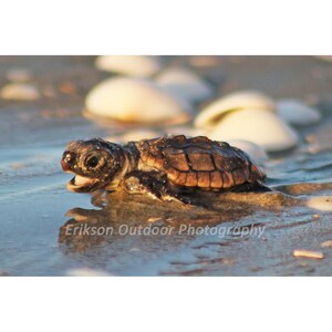 May include: A small sea turtle crawls on a sandy beach with a shallow pool of water. The turtle is brown and has a dark shell. The turtle's mouth is open and it appears to be looking for food.