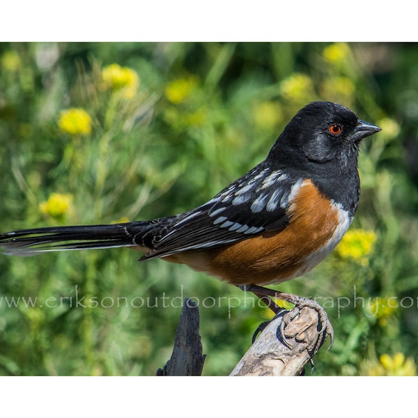 Spotted Towhee | Greeting/Note Card, Matted Print