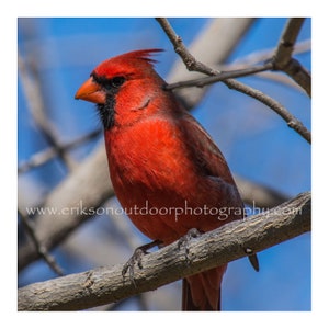 Northern Cardinal  | Ceramic tile available with or without cork backing