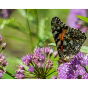 Belle Dame, Papillon | Cartes et impressions