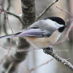 May include: A black-capped chickadee perched on a branch with a blurred background of other branches.