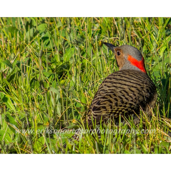 Northern Flicker | Greeting/Note Card, Matted Print