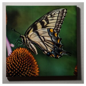 Eastern Tiger Swallowtail butterfly  | Ceramic tile