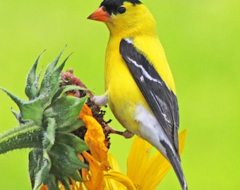 American Goldfinch  | Ceramic tile