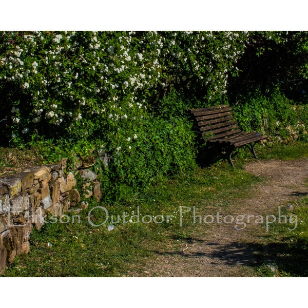 Bench in a Rose Garden | Greeting/Note Card, Matted Print