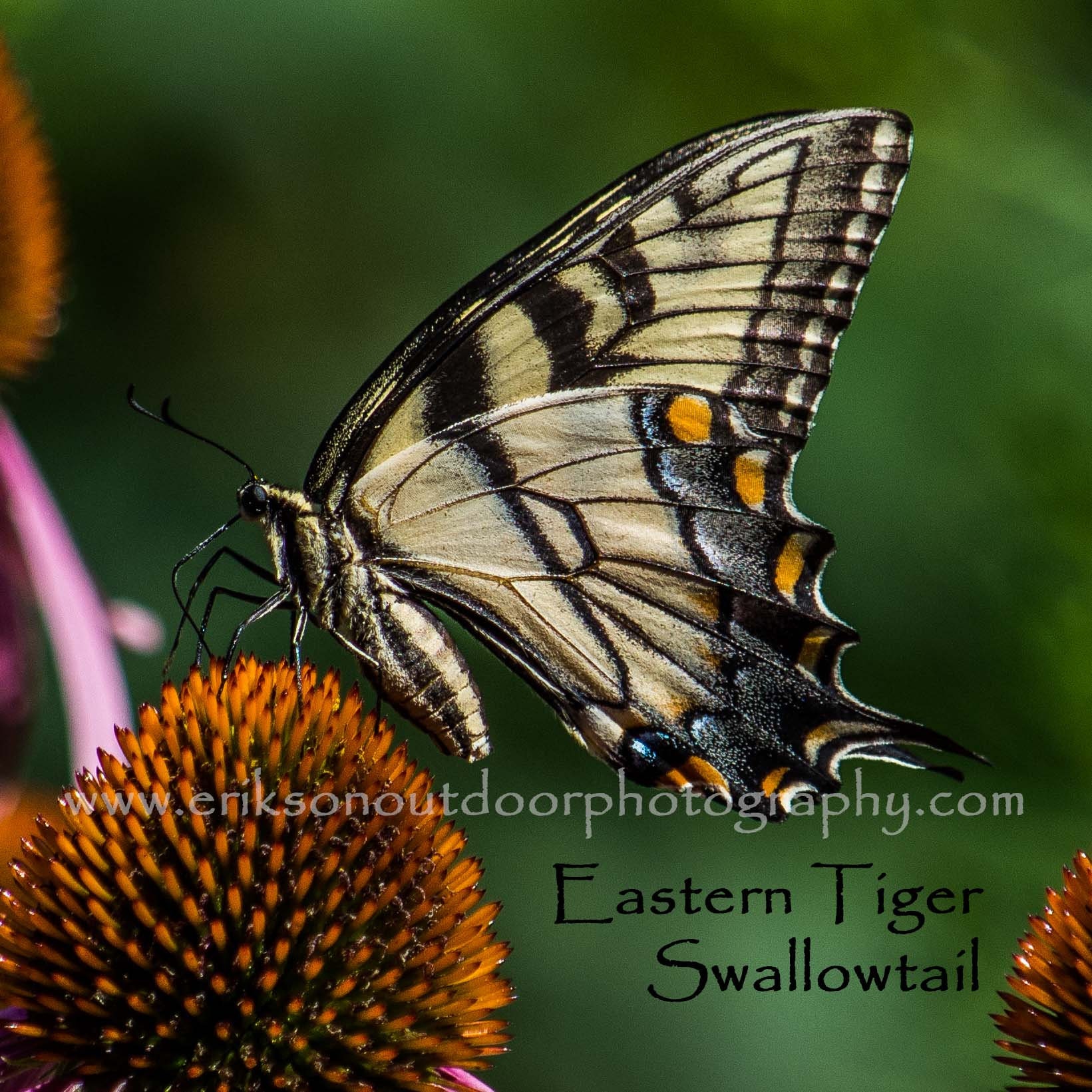 Eastern Tiger Swallowtail Butterfly | Ceramic Tile - Etsy