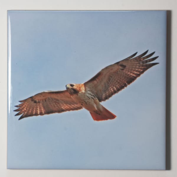 Red Tail Hawk  | Ceramic tile