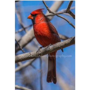 Northern Cardinal | Greeting/Note Card, Matted Print
