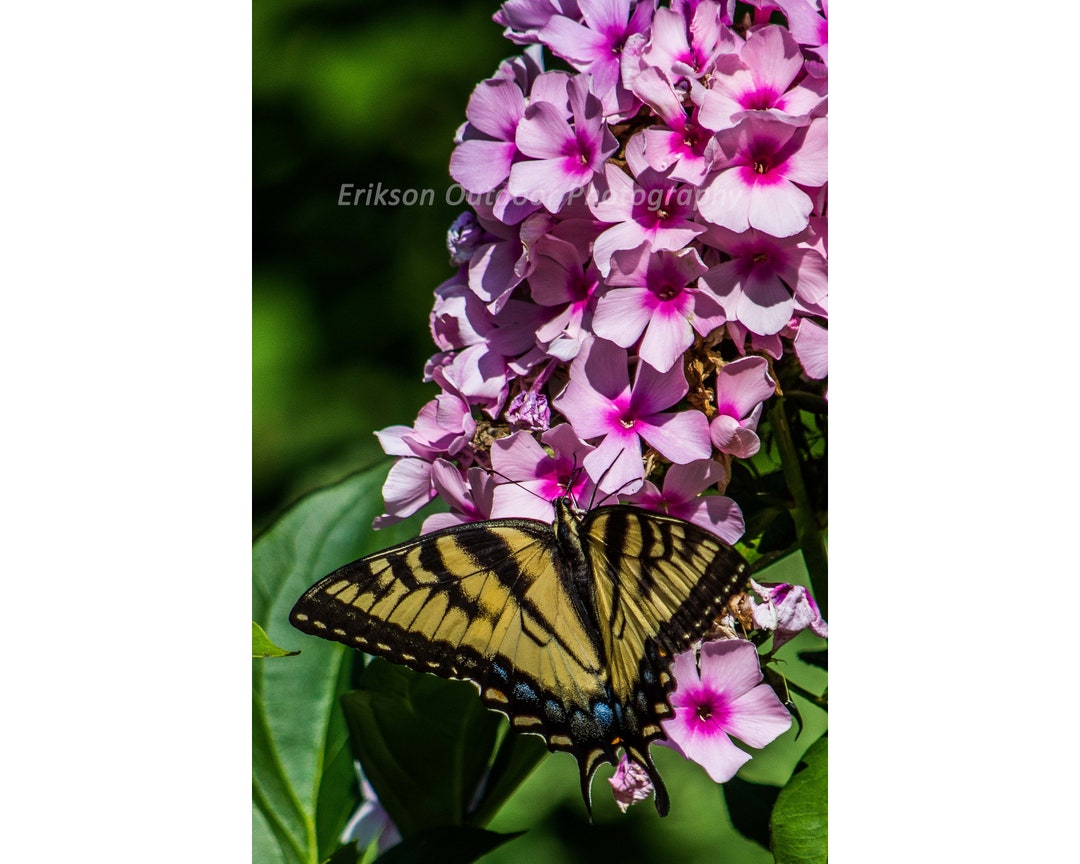 Eastern Tiger Swallowtail on Phlox | Cards and Prints - Etsy