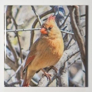 Northern Cardinal  | Ceramic tile with or without cork backing