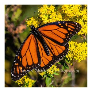 Monarch on Goldenrod | Ceramic Tile | Coaster or Trivet