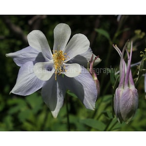 Colorado Blue Columbine | Greeting/Note Card, Matted Print