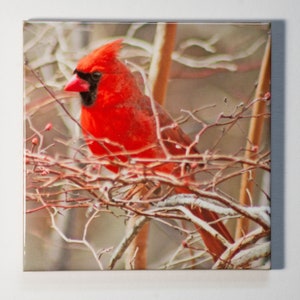 Northern Cardinal | Ceramic tile