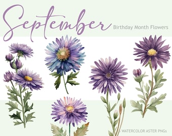 Watercolor Aster Flower PNG Bundle: September Birthday Floral (Digital Download)