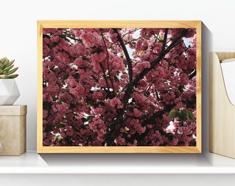 Printable Cherry Blossoms Photo, Cherry Blossoms Artwork, Cherry Blossom Flowers, Cherry Blossom Wall Art, Cherry Blossom Wall Decor