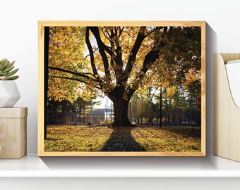 Printable Fall Tree Photo, Tree Decor, Tree Wall Art, Tree Wall Decor, Fall Tree Wall Decor, Tree of Life Wall Art, Fall Tree Wall Art