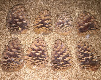 8 Texas pinecones for DIY varies sizes