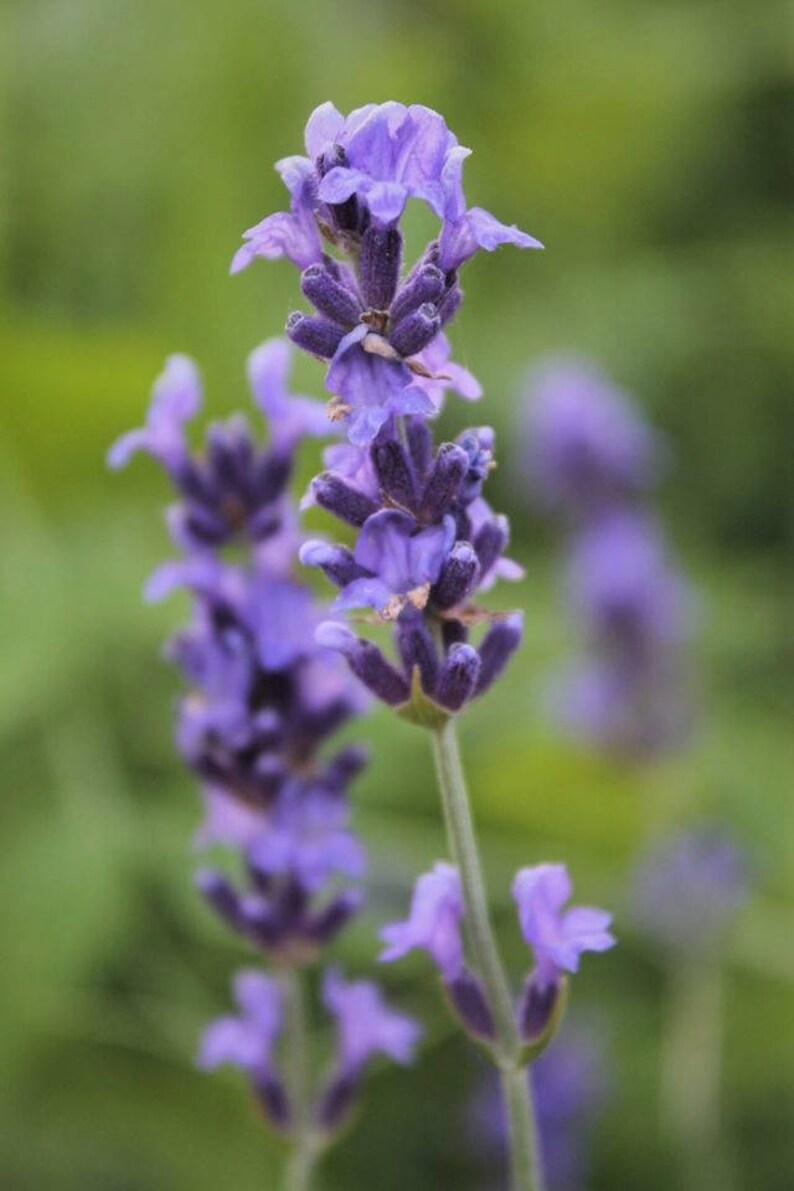 Culinary Lavender English Lavender 'Hidcote' Etsy
