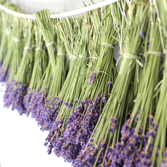 Culinary Lavender English Lavender Hidcote Etsy