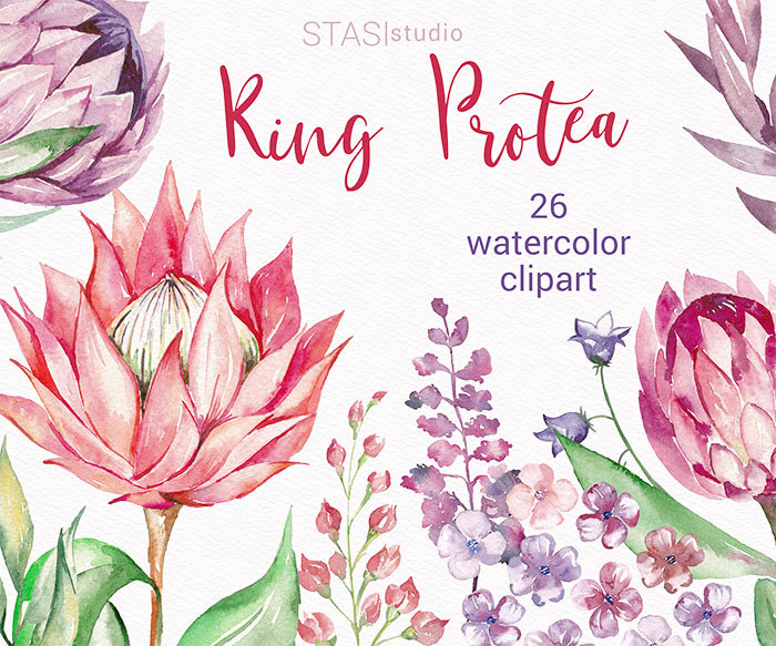 Watercolor Clipart King Protea Clipart Pink Purple Watercolor | Etsy