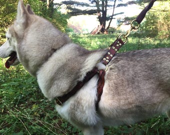 May include: A brown leather dog harness with brass hardware and decorative studs. The harness is attached to a matching leash. The dog is a light gray and white husky, seen outdoors in a natural setting.