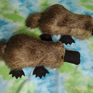 Platypus for adoption Soft and plush, ready to cuddle image 2