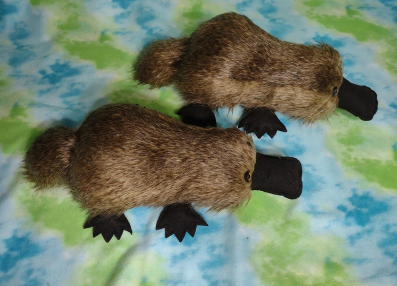 Platypus for adoption Soft and plush, ready to cuddle image 2