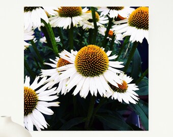 Druckbare Kunst, Gänseblümchen Fotografie druckbar, sofortiger Download Blumenfotografie, quadratische Blume Fotodruck, digitaler Download.