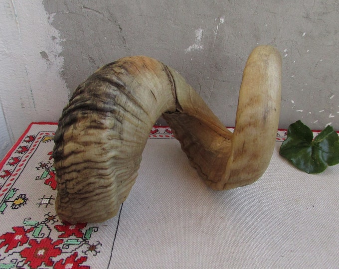 Vintage Natural Ram Horn, Real Vintage Animal Horn, Taxidermy Primitive