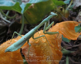 PRAYING MANTIS Card, Prayer, Thinking of You, Friendship, Garden, Blank Greeting Card SGAR-201