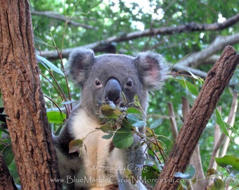 Koala Photo Card, Here's Looking at You, Thinking of You, New Baby, Thank You, Birthday, Peeking Koala Blank Greeting Card SANM-005