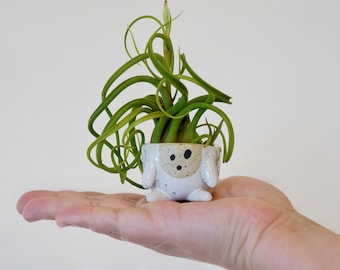 Baby Gili Air Plant Holder