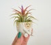 Baby Maya Air Plant Holder 