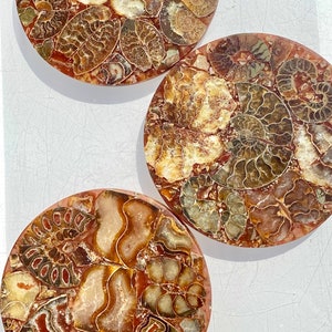 Wholesale Lot 3 Pcs of Ammonite Fossil Disk Crystal 110mm Nice Quality