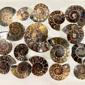 May include: A collection of fifteen fossilized ammonites arranged in a group. Each specimen features a distinct spiral shell pattern with shades of dark brown, tan, and cream. The fossils vary in size and display intricate, segmented chambers.