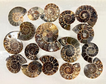 Wholesale Lot 1 lb Natural Ammonite Fossil Crystal Nice Quality Healing Energy