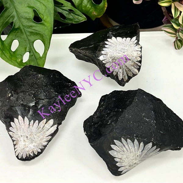 Wholesale Lot 3 Pcs Natural Chrysanthemum Stone Raw Nice Quality Healing Energy