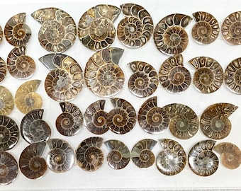 Wholesale Lot 1 lb Natural Ammonite Fossil Crystal Nice Quality Healing Energy