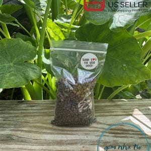 100g - 2000++ Hat Giong Rau Muong La Tre. Kong Xin Cai, Ong Choy Seeds, Kangkong Seeds 95% Germination Rate In The Usa