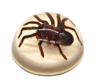 Tarantula Paperweight