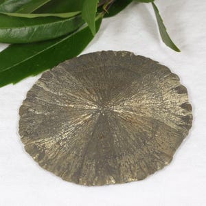 May include: A circular pyrite sun specimen featuring a metallic, brassy gold color with a distinct radial, fan-like crystalline structure that extends from the center toward the uneven, textured edges of the mineral formation.