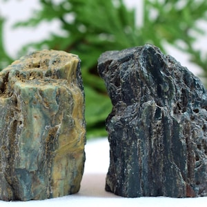 Pair of Green Petrified Wood Limb Casts from Hampton Butt: Reiki Palm Healing Stone