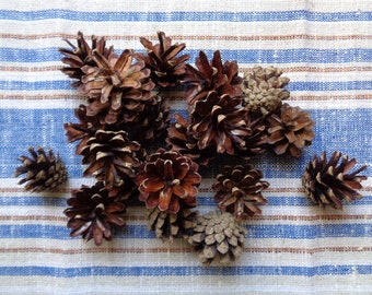 20 Pcs Natural Baltic Pine Cones dia 1.5"- 2" for DIY projects; Dried Pine Cone Set for Christmas Wreaths, Home Decors