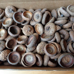 200 Pcs Dried Natural Acorn Caps; Northern Red Oak Acorn Caps for DIY projects, Felting, Jewelry, Home Decors. Maximum dia ~3/4&quot;