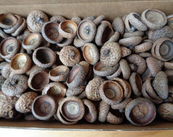 200 capsules de glands de chêne rouge du Nord naturels séchés pour projets de bricolage, diamètre ~ 3/4 po.