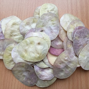 100 pezzi di COPERTURE per Lunaria essiccate; fornitura artigianale per parti di piante di onestà