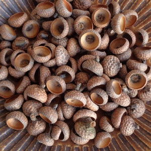 500 Pcs SMALL Natural Oak Acorn Caps
