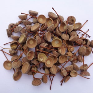 100 Pcs SMALL dried natural Pedunculate Oak acorn caps for DIY projects dia ~1/2&quot;