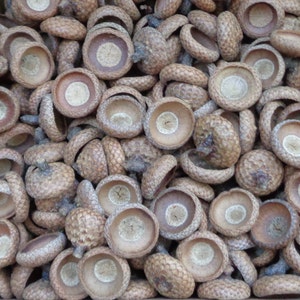 300 Pcs Natural Acorn Caps dia 15-20mm, Northern Red Oak Acorn Caps for DIY projects, Felting, Jewelry, Home Decors, Dried Acorn Caps